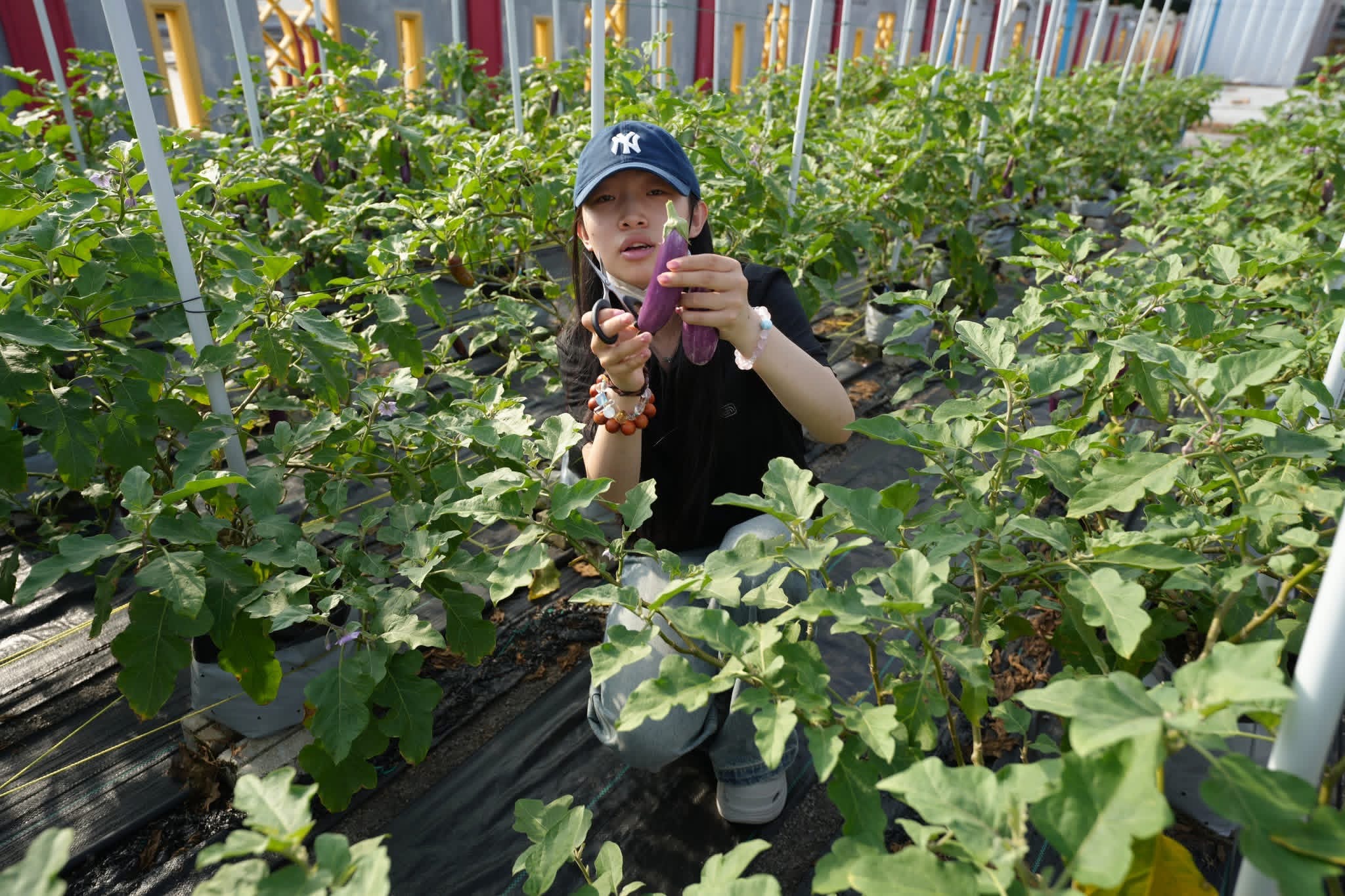 Smart Farming System Asset