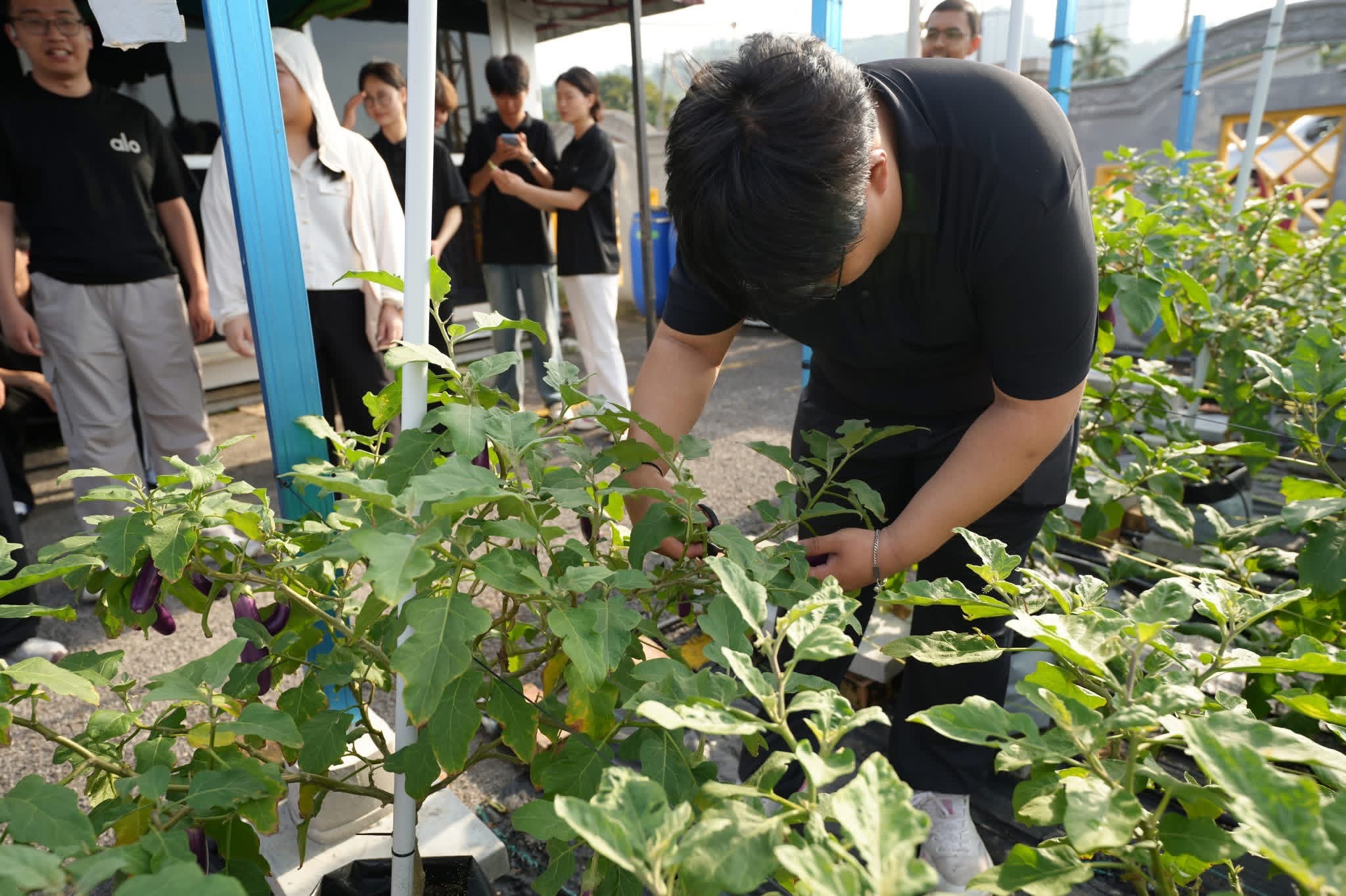 Smart Farming System Asset