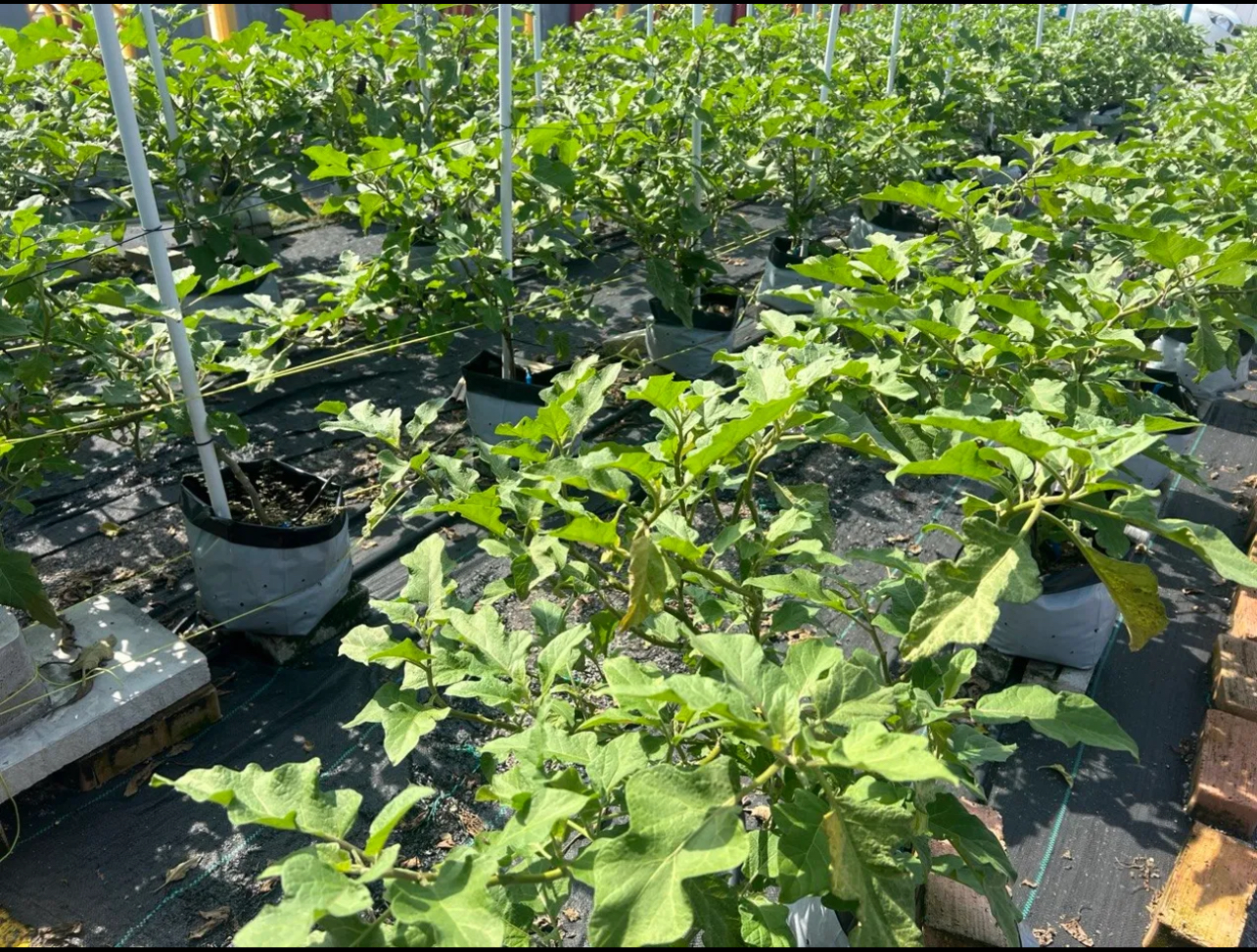 Smart Farming System Asset