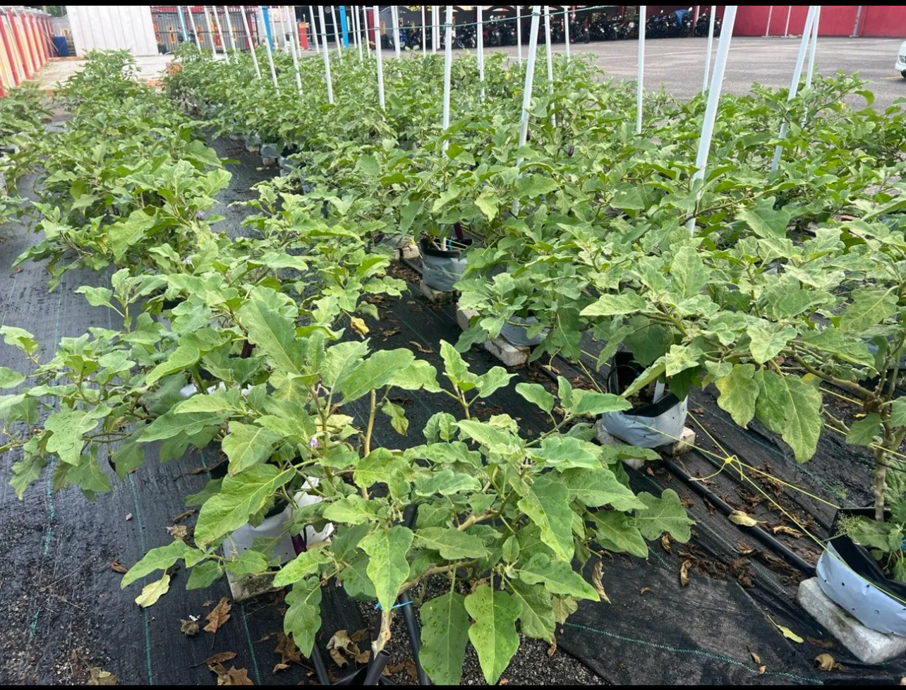Smart Farming System Asset