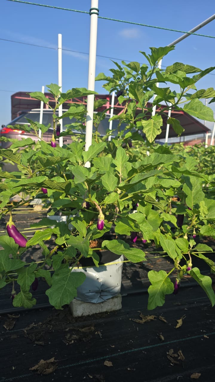 Smart Farming System Asset