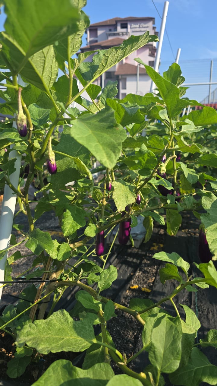 Smart Farming System Asset